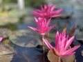 Pink lotus flowers are used to offer monks. Or used to decorate in a vase