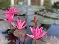 Pink lotus flowers are used to offer monks. Or used to decorate in a vase