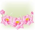 Pink lotus flowers