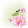 Pink lotus flowers