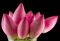 Pink lotus flowers, water lily, close up Royalty Free Stock Photo