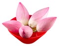 Pink lotus flowers, water lily in a red bowl with water, close up Royalty Free Stock Photo