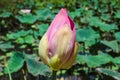 Pink lotus and fresh green leaf booming Royalty Free Stock Photo