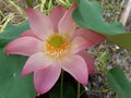 pink lotus in the garden