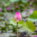 Pink lotus in the garden Royalty Free Stock Photo