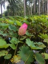 Pink lotus in the garden. Royalty Free Stock Photo