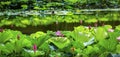 Pink Lotus Garden Reflection Summer Palace Beijing China Royalty Free Stock Photo