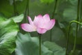 Pink lotus green leaf background china Royalty Free Stock Photo