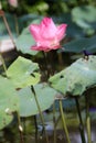 Pink Lotus and green leaf Royalty Free Stock Photo