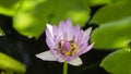 Pink lotus and green leaf lotus in the river