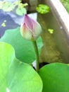 Pink lotus, Green Lotus leaf in water as background. Royalty Free Stock Photo