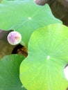 Pink lotus, Green Lotus leaf in water as background. Royalty Free Stock Photo