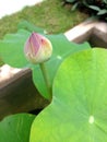 Pink lotus, Green Lotus leaf in water as background. Royalty Free Stock Photo