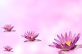Pink lotus group on expandable blur background Royalty Free Stock Photo