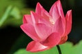 Pink Lotus Royalty Free Stock Photo