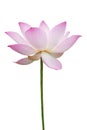 Pink lotus isolated on white