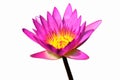 Pink lotus isolated