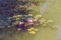 Pink lotus lake Royalty Free Stock Photo