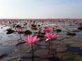 Pink Lotus Lake Royalty Free Stock Photo