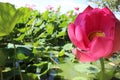 Pink lotus, lake of lotus Royalty Free Stock Photo