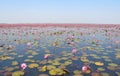 pink lotus lake Royalty Free Stock Photo