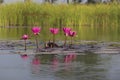 Pink Lotus in a lake