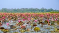 Pink Lotus in lake at thale noi Royalty Free Stock Photo