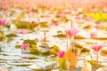 Pink Lotus in lake at thale noi with sunlight Royalty Free Stock Photo