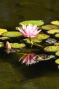 Pink Lotus with leafs water lily, water plant with reflection in a pond