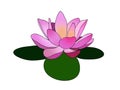 Pink lotus / Lilly flower on three green leaves logo design illustration Royalty Free Stock Photo