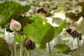 Pink lotus and lily pads above water