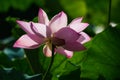 Pink Lotus Blossom Royalty Free Stock Photo