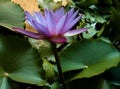 The pink Lotus in the mud with leaves Royalty Free Stock Photo