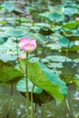 Pink lotus in a natural pond Royalty Free Stock Photo