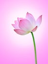 Pink lotus(Nelumbo nuclfera Gaertn) flower with pink ba Royalty Free Stock Photo