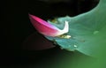 Pink lotus petal fallen on the green leaf Royalty Free Stock Photo