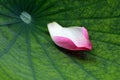Pink lotus petal fallen on the green leaf Royalty Free Stock Photo