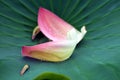 Pink lotus petal fallen on the green leaf Royalty Free Stock Photo