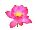 Pink lotus petal flower isolated on white Royalty Free Stock Photo