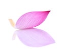 Pink lotus petal isolated on white background Royalty Free Stock Photo