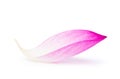 Pink lotus petal solated on white background, clipping path Royalty Free Stock Photo