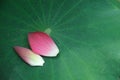 Pink Lotus petals Royalty Free Stock Photo