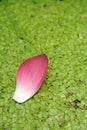 Pink Lotus petals Royalty Free Stock Photo