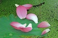 Pink Lotus petals Royalty Free Stock Photo