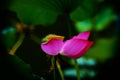 Pink lotus petals still suspended Royalty Free Stock Photo