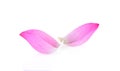 Pink lotus petals on white background Royalty Free Stock Photo