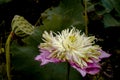 pink lotus with pod and stamens in the center of flowe Royalty Free Stock Photo