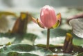 Pink lotus among the pond. Exotic tropical flower on a light green background. Water lily. Foliage. Royalty Free Stock Photo