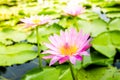 Pink lotus on the pond