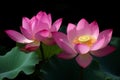 Pink lotus pond flowers. Generate ai Royalty Free Stock Photo